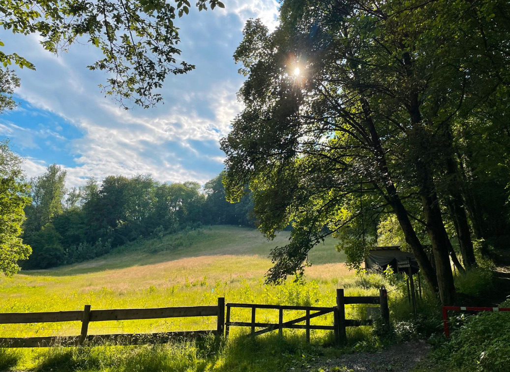 Weide im Sonnenschein
