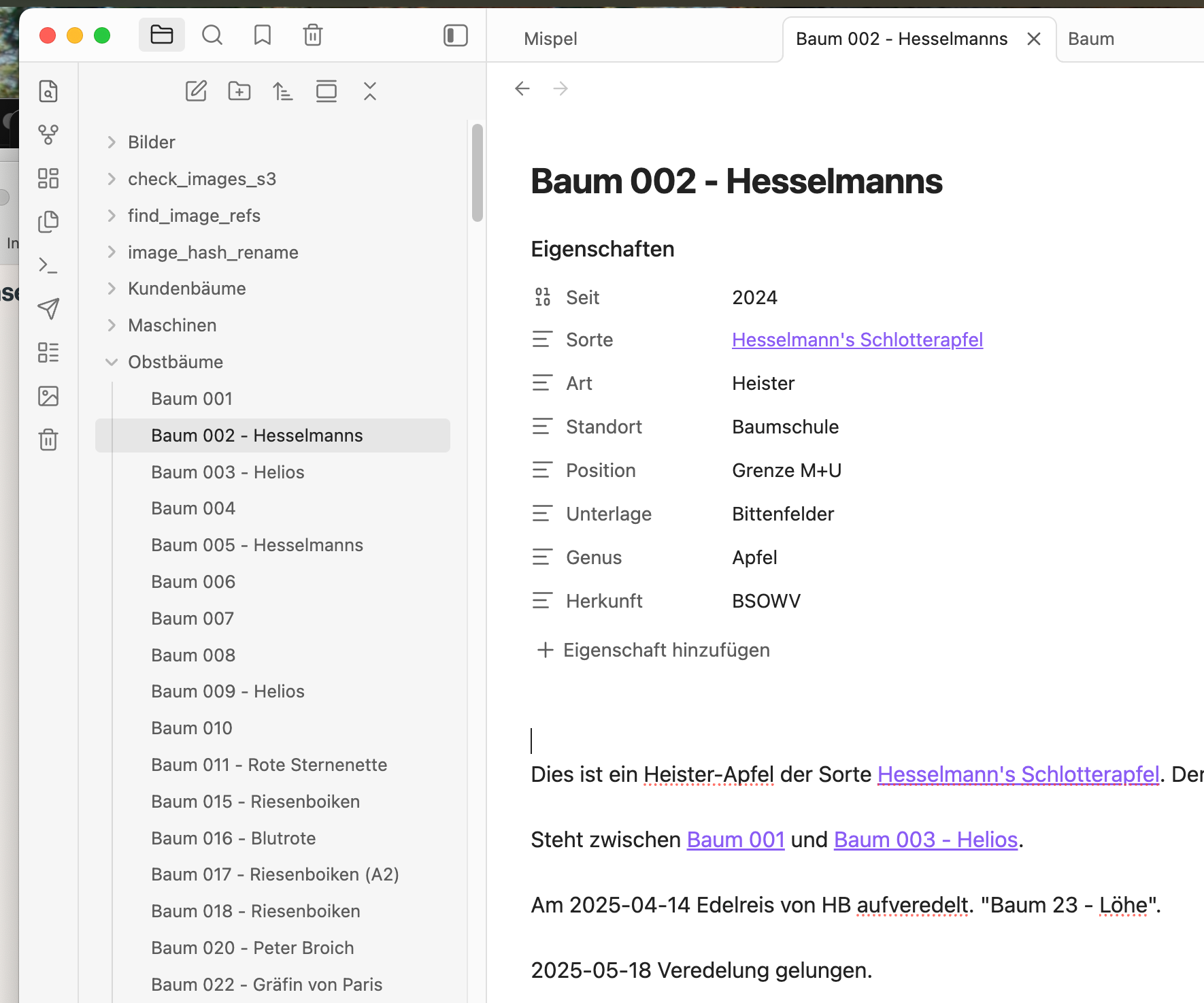 Bild einer Baumseite